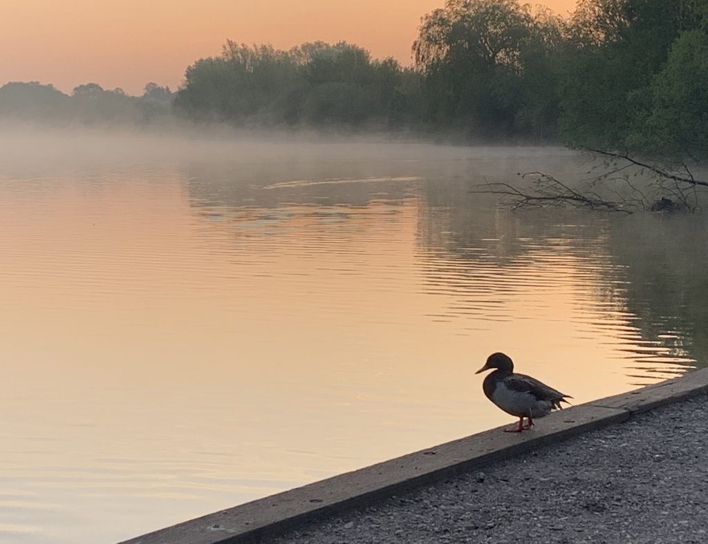 Dawn chorus walk at Dinton Pastures