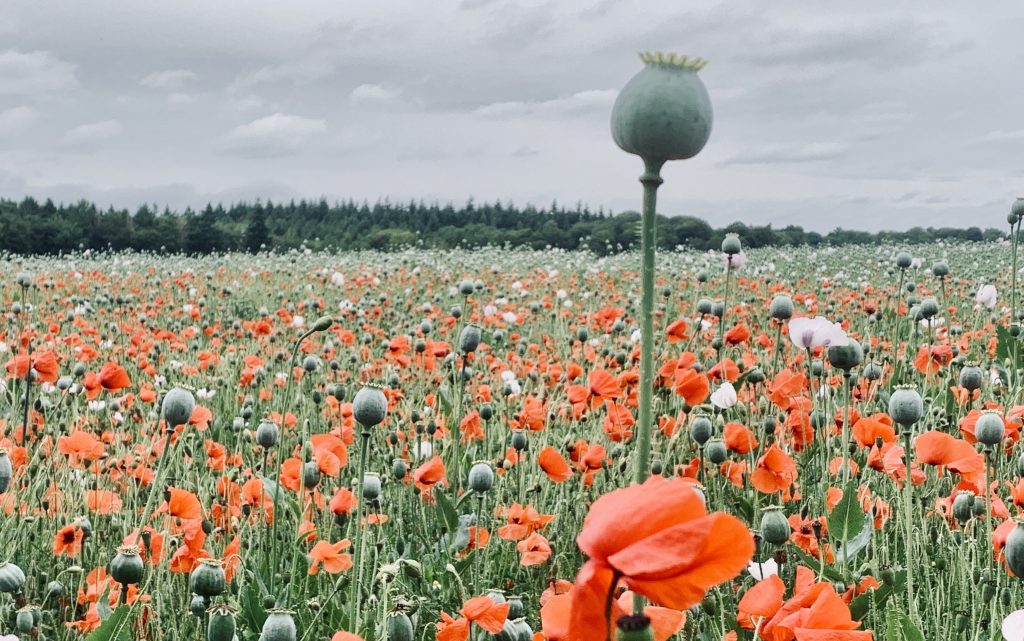 A poppy field, just outside Shiplake